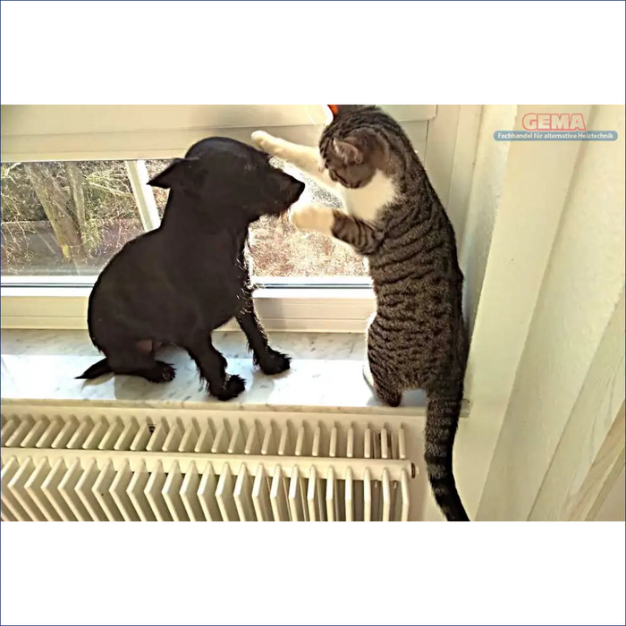 Hund und Katze interagieren auf einem Fenstersims neben Pelletkessel Defro Komfort Ekopell 25 kW